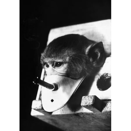 A Rhesus Monkey Forced To Breath Cigarette Smoke In Experiments Carried Out By Russian Professor Georgy Georgadze The Goal To Induce Lung Cancer But No Monkeys Lived Long Enough To Do So Sept 12 (Best Way To Get Cigarette Smoke Out Of Car)