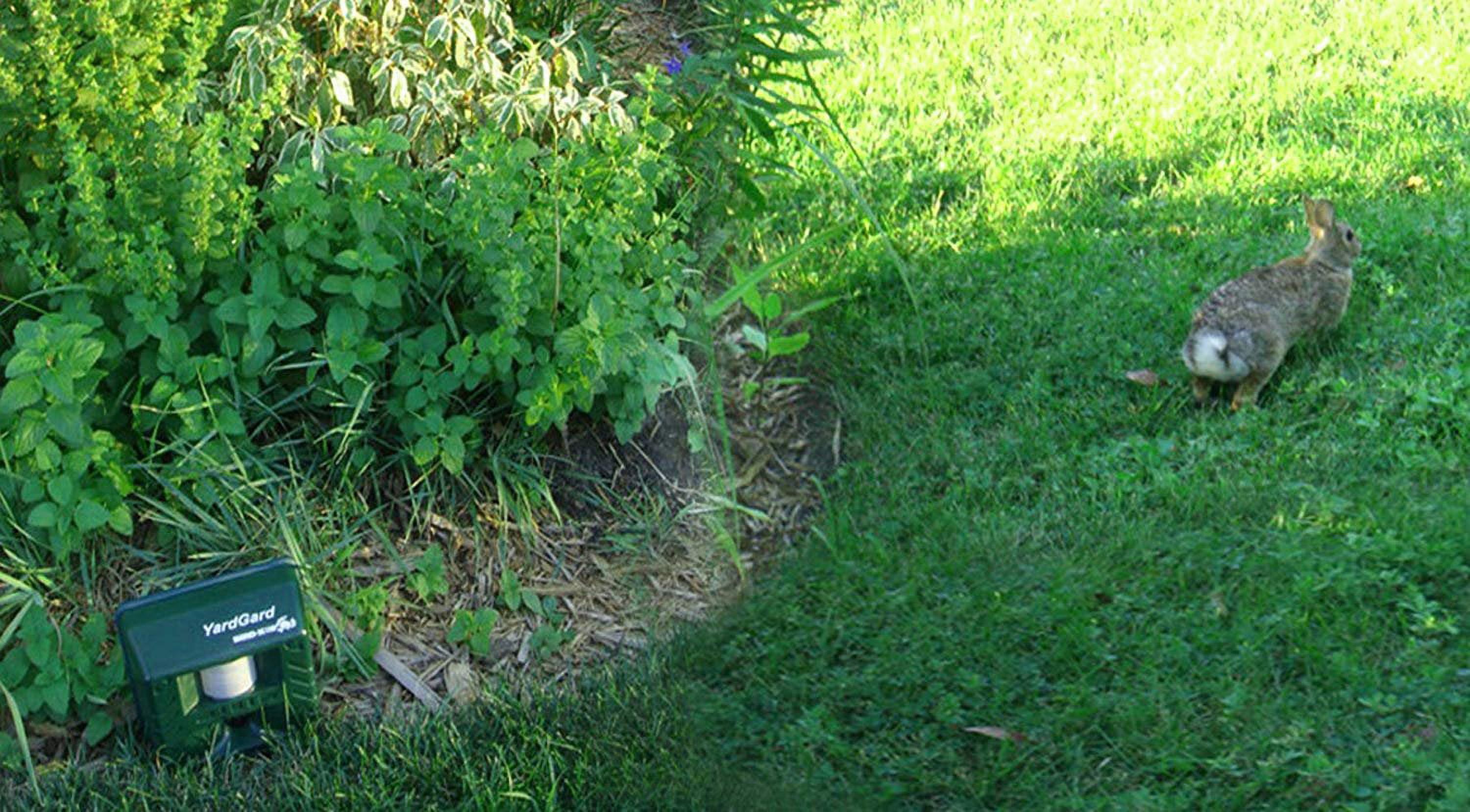 Bird-X Yard Gard Ultrasonic Electronic Animal Repeller 4000 Square Feet Deer Rabbits Skunks Squirrel Stray Cats