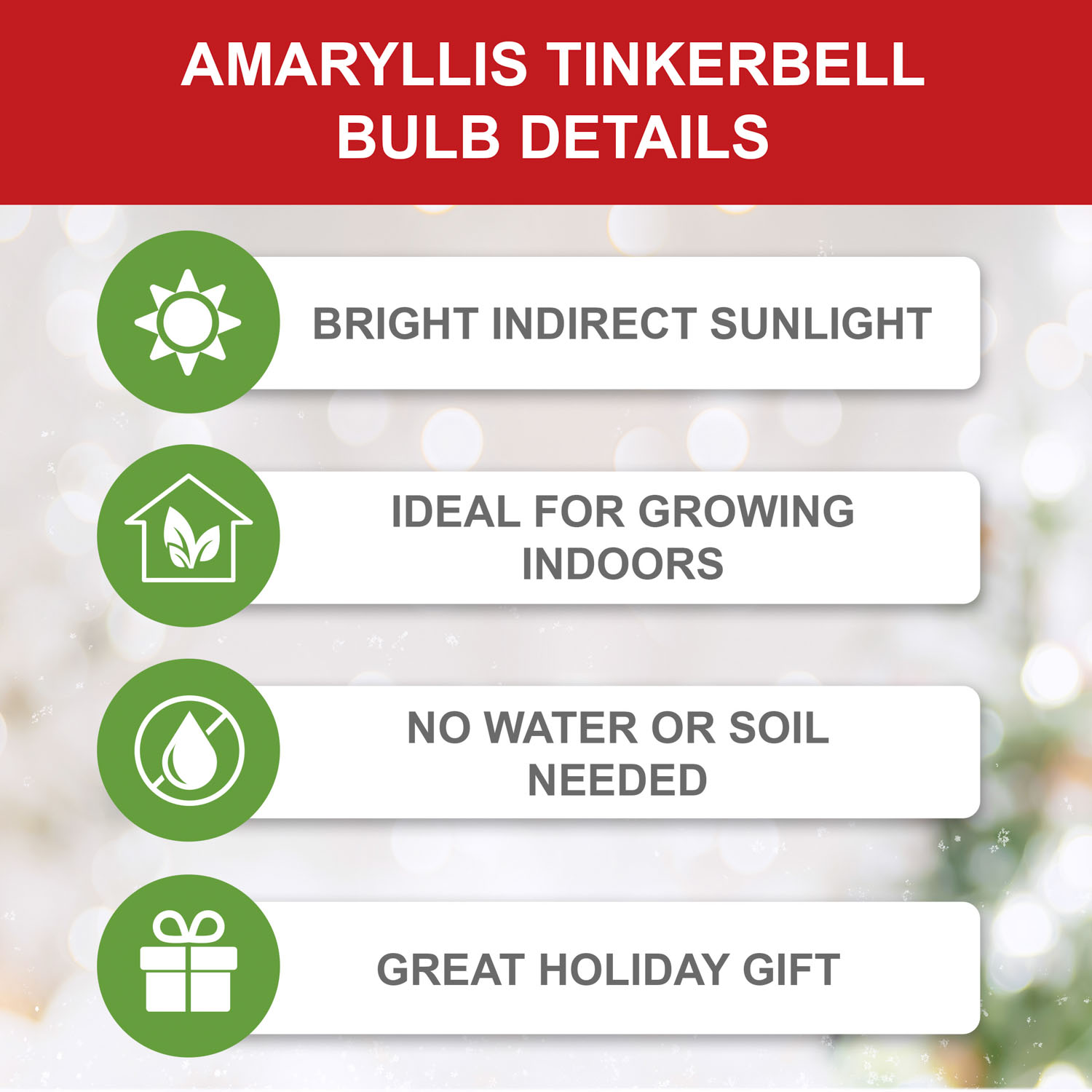 Garden State Bulb Tinkerbell Amaryllis Flower Bulb, 26/28cm (Bag of 6)