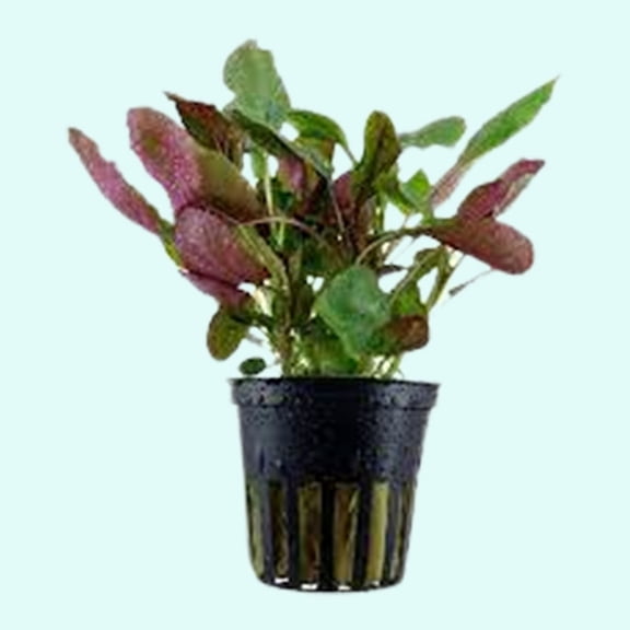 Dwarf Cardinal Plant Lobelia Cardinalis Pot Live Aquarium Plants BUY2 GET1 FREE