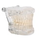 thumbnail image 3 of Simulador de dientes transparente para demostraciones educativas Modelo dental acrílico, 3 of 8