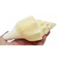 thumbnail image 7 of Beautiful White Indian Chank Shell - "The Divine Conch" (5-6") Beach Wedding Centerpiece - Planting - Nautical Decor, 7 of 7