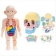 thumbnail image 3 of Modelo de Cráneo de Anatomía, Rompecabezas de Cráneo de Anatomía , Mini Modelo de Cráneo Humano Desmontable, Modelo de Órgano Humano, 3 of 5