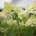 thumbnail image 4 of Dormant Limelight Hydrangea Plant in 2.5-Inch Pot for Garden and Landscape Decor, 4 of 5