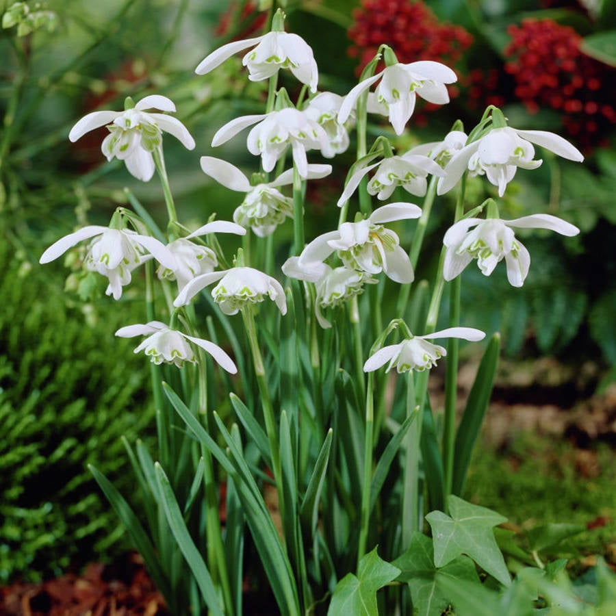 Van Zyverden Galanthus Snowdrops Set of 25 Bulbs White Part Sun