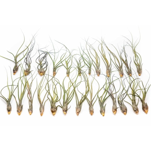 Large Butzii Air Plants 5 to 8 Inches - Live Succulent House Plants - Available in Wholesale and Bulk - Home and Garden Decor - Easy Care Indoor and Outdoor Plants (Pack of 25)