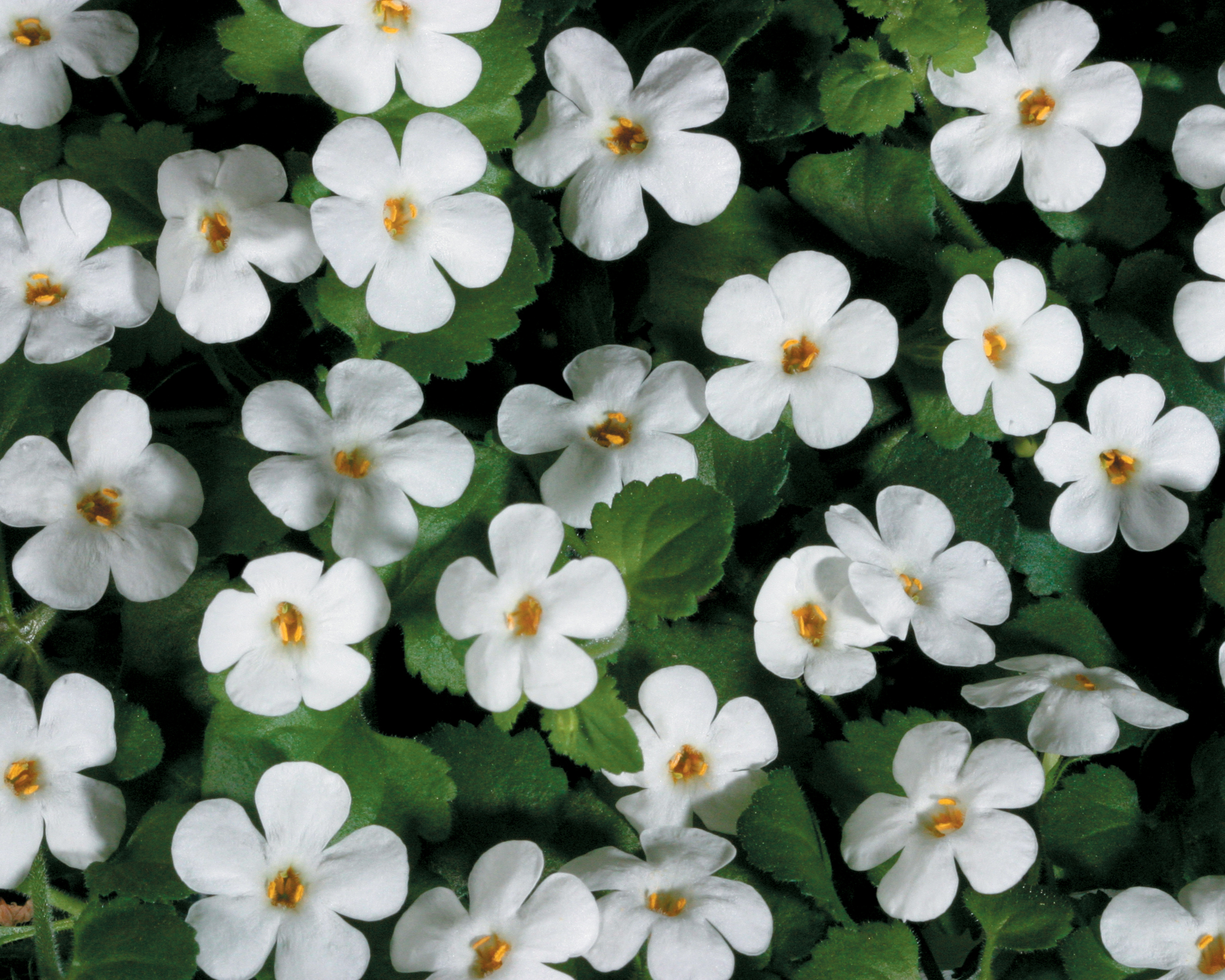 4.25 in. Eco+Grande, Snowstorm Giant Snowflake Bacopa (Sutera) Live Plant, White Flowers (4-Pack) - image 3 of 9