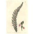 thumbnail image 2 of Bladdery Stachys, Stachys Inflata Poster Print By ® Florilegius Mary Evans (18 X 24), 2 of 4