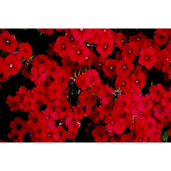 CZ Grain 200 Texas Red Phlox Plant Seeds, Stunning Red Wildflower
