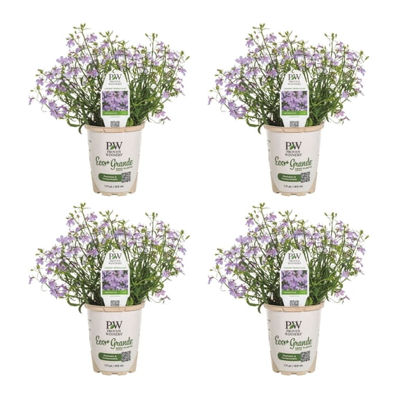 Proven Winners 4" Purple Laguna Royale Lilac Lobelia Live Plant in 4.25" Pot (4 Count)