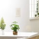 thumbnail image 4 of Botella de vidrio, trébol de cuatro hojas, planta verde perenne, decoración en maceta, decoración del hogar, decoración de escritorio, 4 of 5
