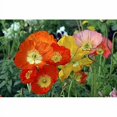 thumbnail image 2 of Iceland Poppy Gartford Giants Couleurs Mixtes, 2 of 3