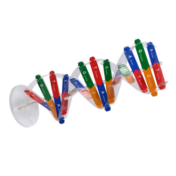 Toddmomy Kit de Modèle d'ADN et d'ARN Modèle d'ADN à Double Hélice pour l'Éducation et l'Aide Pédagogique 1 Ensemble