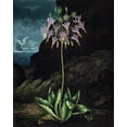 thumbnail image 2 of Thornton, Dr R 15x18 White Modern Wood Framed Museum Art Print Titled - American Cowslip, 2 of 4