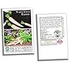 thumbnail image 6 of White Icicle Radish Seeds for Planting, 200+ Heirloom Seeds Per Packet,  Non GMO Seeds, Botanical Name: Raphanus sativus, Great Home Garden Gift, 6 of 7