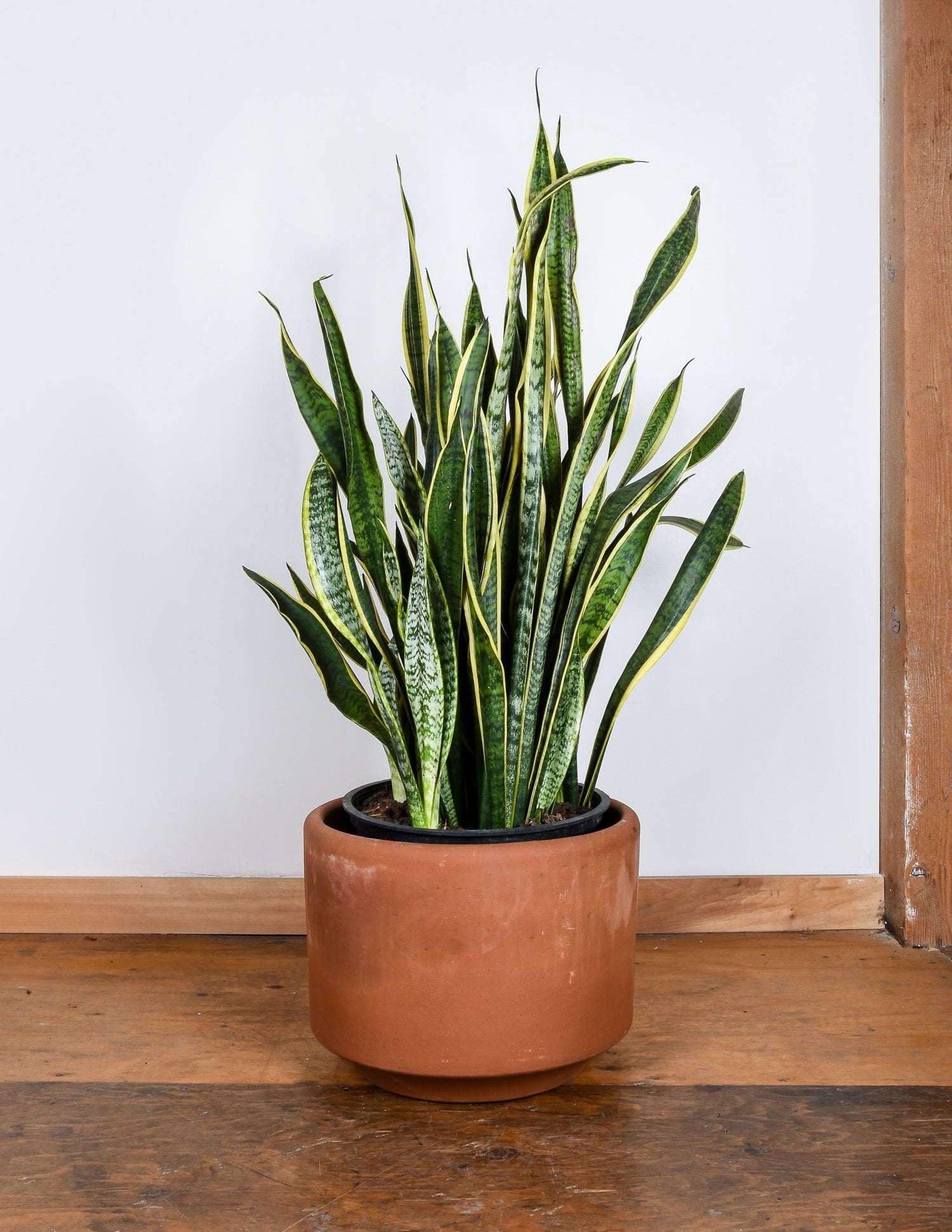 Plant with Purpose Live Houseplant 6 in Sansevaria Laurentii with Bright Indirect Sun- 2 Piece