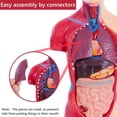 thumbnail image 2 of Human Anatomy Study Models - 15-Piece Removable 11-Inch Human Torso Anatomy Model with Internal Organs for Students, 2 of 7