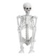 thumbnail image 2 of Teissuly Clearance 5.4 Ft Halloween Skeleton,Life Size Realistic Human Bones,PE,Seven Adjust Joints,Can Be Suspended From Ceiling,Suitable For Halloween(White, 52x40x16cm) Teissuly WER202309090143, 2 of 8