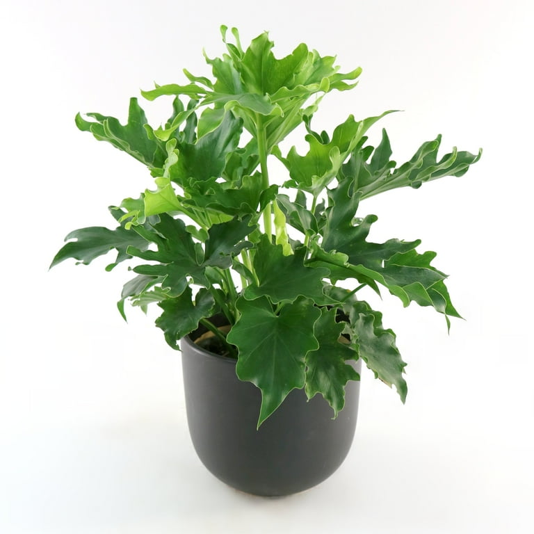 National Plant Network 6 in. Philodendron Lickety Split