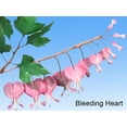 thumbnail image 4 of Bleeding Heart Leaf Cutter by WSA, 4 of 4