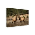 thumbnail image 2 of Trademark Fine Art 'Elk Study IV' Canvas Art by David Drost, 2 of 4