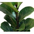 thumbnail image 2 of Hirt's Fiddleleaf Fig Tree - Ficus - Great Indoor Tree - Easy - 6" Pot, 2 of 4