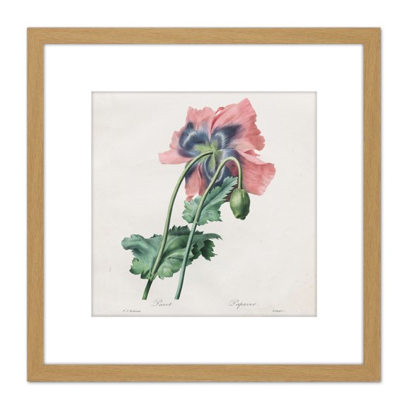 Langlois After Pierre Joseph Redoute Poppy 8X8 Inch Square Wooden Framed Wall Art Print Picture with Mount