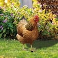 thumbnail image 5 of Poultry Decoration Yard Insert Rooster Acrylic Sticker Yard Art Decoration Yard Decoration Acrylic Double Sided Printed Party Cards Animal Garden Decoration, 5 of 5