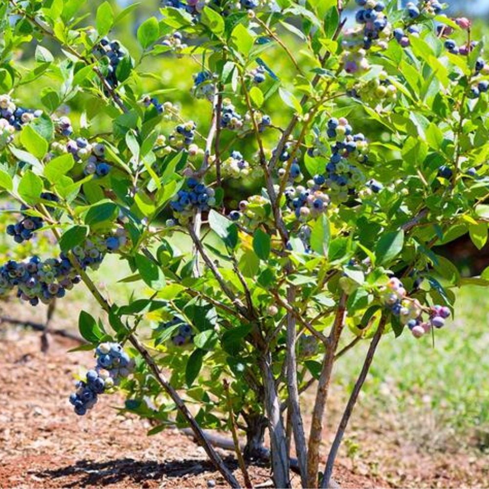 Expert Gardener 2-3 ft. Tall Colibri Blueberry Live Tree in 3- Gallon Grower Pot