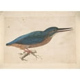 thumbnail image 3 of Jacques Le Moyne de Morgues 24x18 Black Modern Framed Museum Art Print Titled - A Kingfisher on a Branch (16th Century), 3 of 5