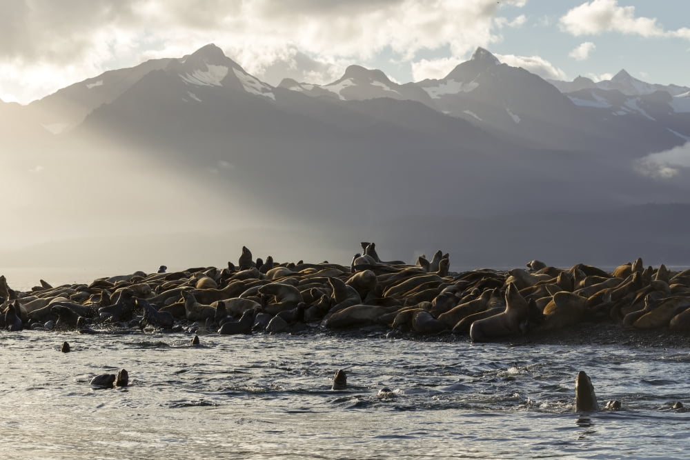 Sea lions basks in the last of the days light on a small island in Lynn Canal Inside Passage Alaska near Juneau The steep peaks of the Chilkat Mountains rise from the sea beyond Canvas Art - John Hyde