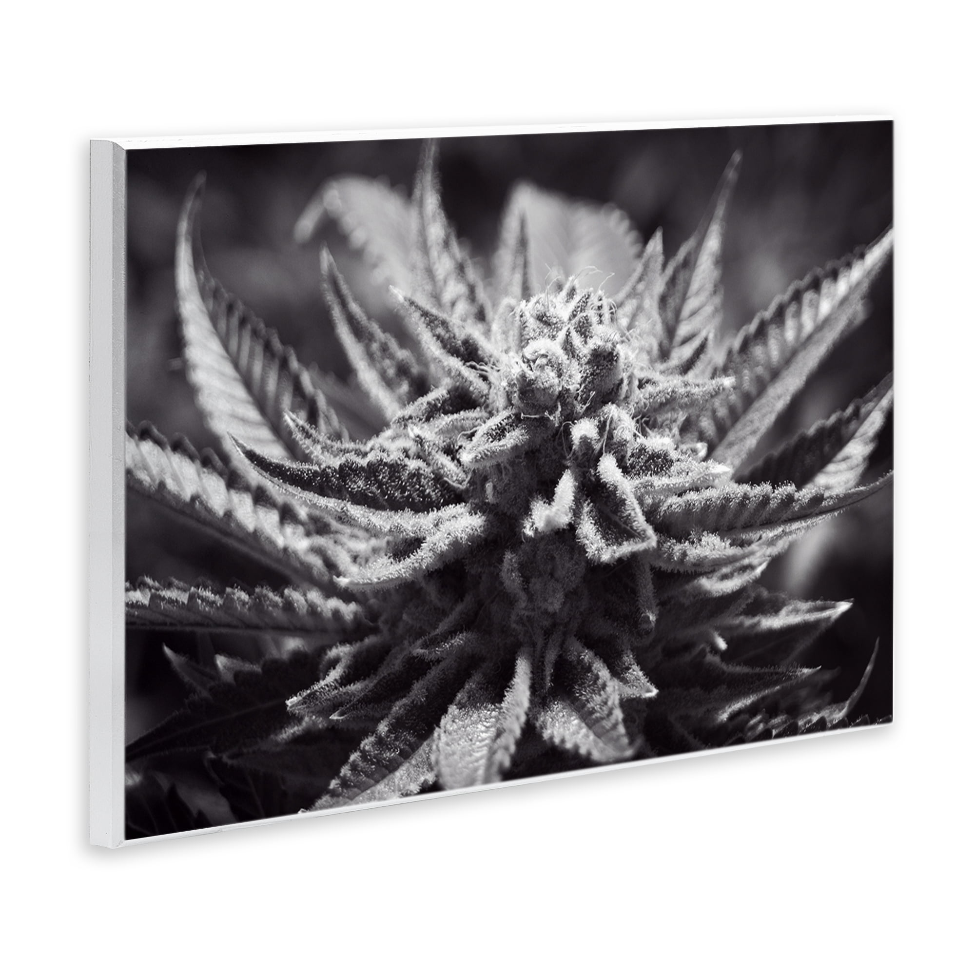 Stupell Industries Monochrome Cannabis Flower Plants & Flowers Painting Unframed Art Print Wall Art, 19 x 13