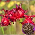 thumbnail image 2 of 50 Roselle Seeds Jamaican Sorrel Seeds Florida Cranberry Hibiscus Sabdariffa Rumex acetosa Sour Leaf Fruit Flower - PeavyTailor, 2 of 12