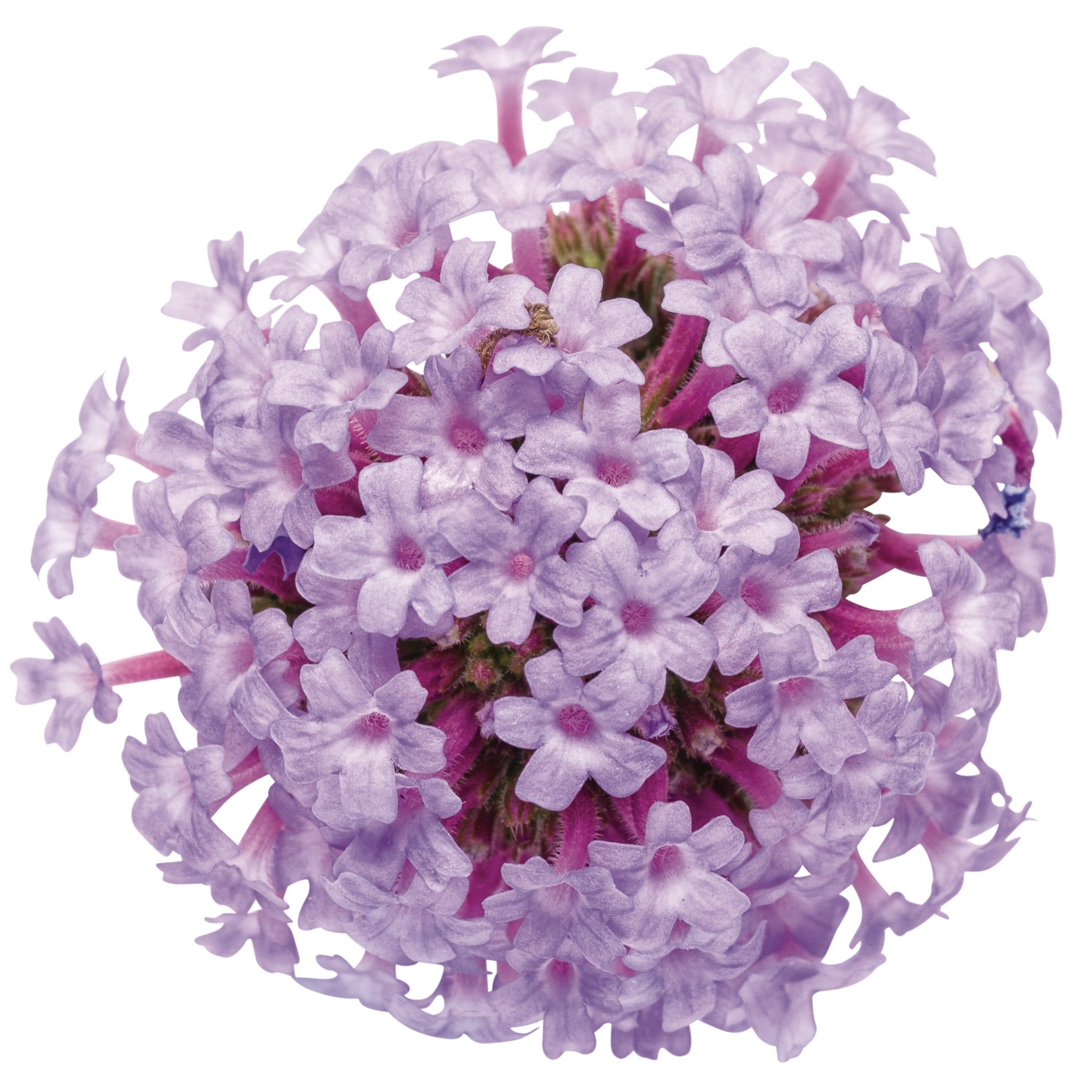 Proven Winners 8" Purple Meteor Shower Verbena Live Plant in 6.5" Pot