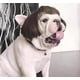 thumbnail image 2 of Pelucas de perro recortables para perros pequeños, medianos y grandes, cosplay., 2 of 5