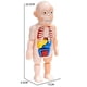 thumbnail image 2 of Model de Anatomía del Cuerpo Humano Montessori, rompecabezas 3D para niños, órgano de aprendizaje educativo, juguete ensamblado, órgano corporal, herramienta de enseñanza para niños Afortunado Sencillez, 2 of 2