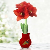 Celebrate Sweater Amaryllis Bulb – Party Sweater Gift Plant with Confetti Design – Easy Indoor Growing, No Soil or Water Needed – Red Amaryllis Flowers Bloom in 4–8 Weeks