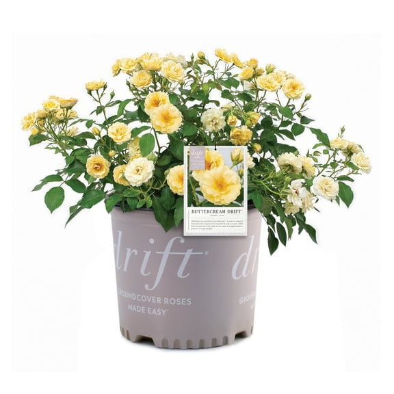 National Plant Network 3 gal. Rose Buttercream Drift Shrub
