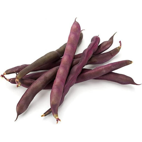Purple Finger Bean Seeds for Planting - 15 Rare Vegetable Seeds