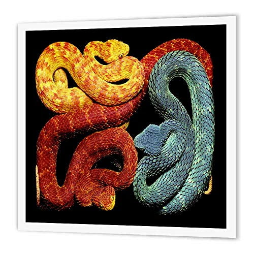 3dRose Colorful But Deadly Blue Orange n Yellow Poisonous Snakes, Iron On Heat Transfer, 8 by 8-inch, For White Material