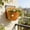 Orange, variant on Roiihwy Wall Planters for Indoor Plants 8.3In, Pots Vertical Living Wall Hanging Planters Wall Mounted Planter Holder with Drainage Hole for Indoor Outdoor Plants Home Decor, Purple