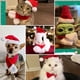 thumbnail image 4 of Gorro de Papá Noel con bufanda, gorros de Navidad para gatos, gorro de Papá Noel, disfraz de Navidad para gato, conejo, cachorro, muñeca, rojo S JM Cocina, Decoración y Otros, 4 of 5