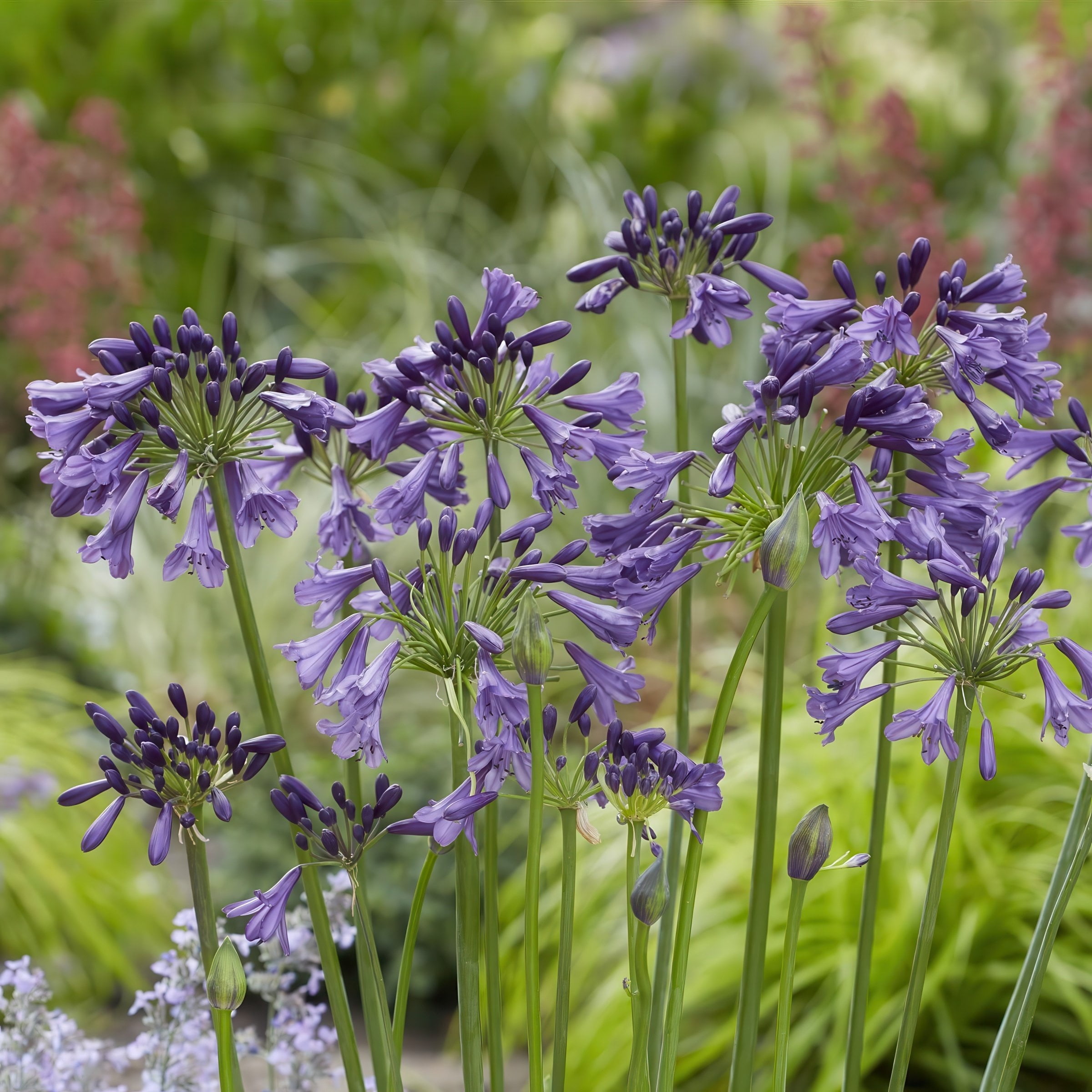 National Plant Network 1 gal. Agapanthus Ever Amethyst Live Perennial Plant