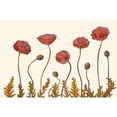 thumbnail image 3 of Iafrate, Sandra 18x13 Black Modern Framed Museum Art Print Titled - Coral Poppy Display II, 3 of 5