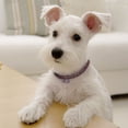 thumbnail image 3 of Agiferg Cute Mini Pet Dog Bling Rhinestone Chocker Collars Fancy Dog Necklace, 3 of 3