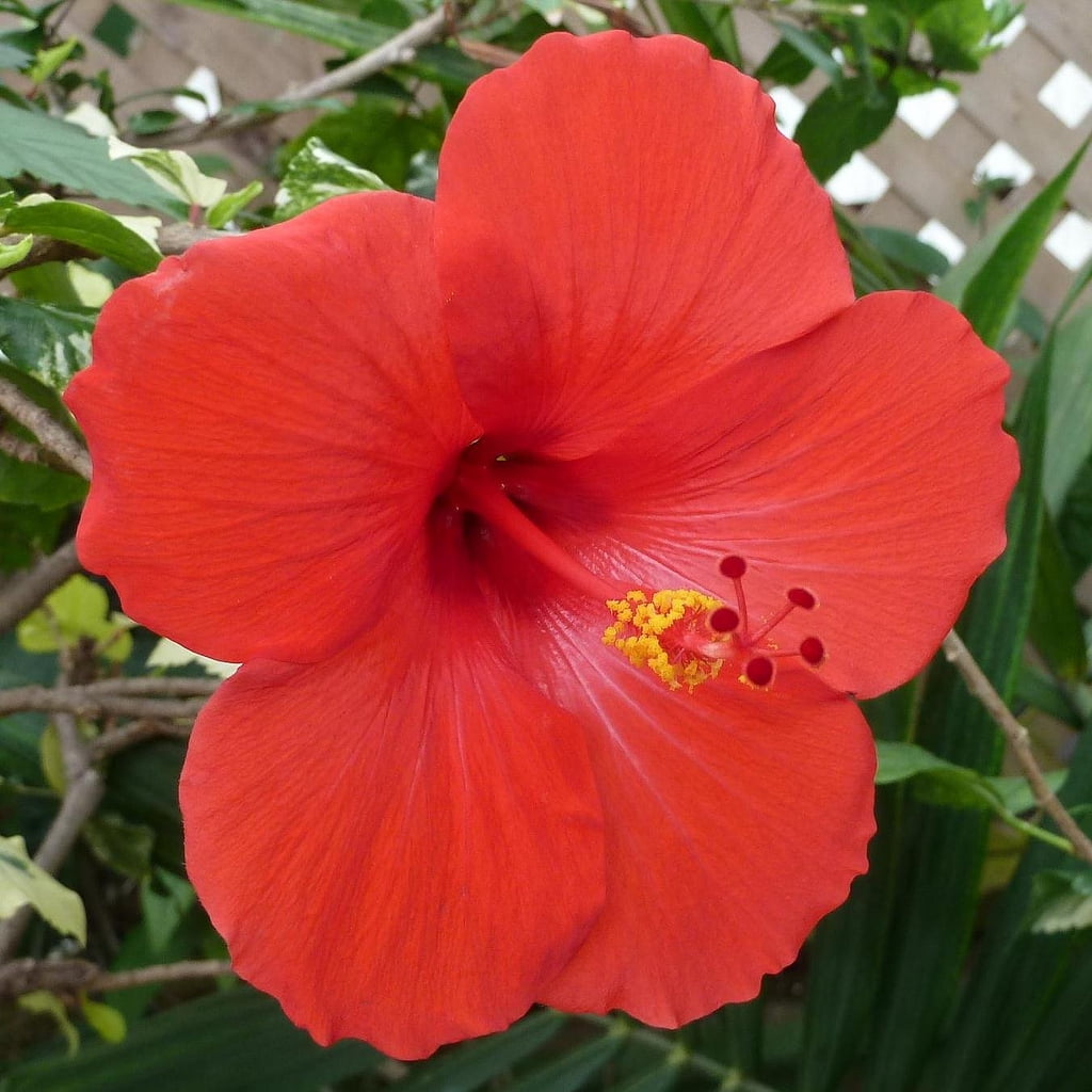 Hawaiian Live Red Hibiscus Plant Cutting 4 Pk 1 Per Pk Full Sun