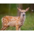 thumbnail image 2 of Sturgeon, Ozana 18x15 Gold Ornate Wood Framed with Double Matting Museum Art Print Titled - Deer Watch III, 2 of 4