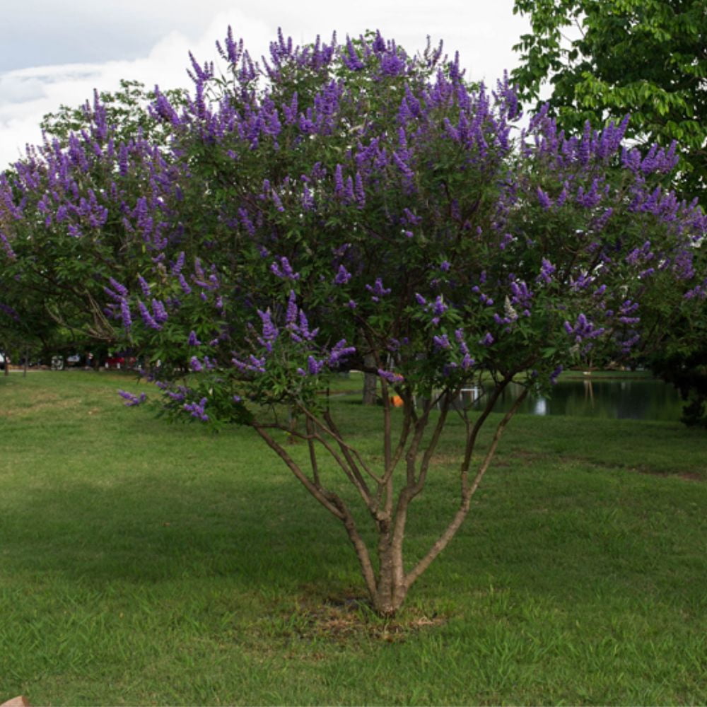 First Editions 1.5- 2 ft tall Shoal Creek Vitex Live Tree in 3-Gallon Grower Pot