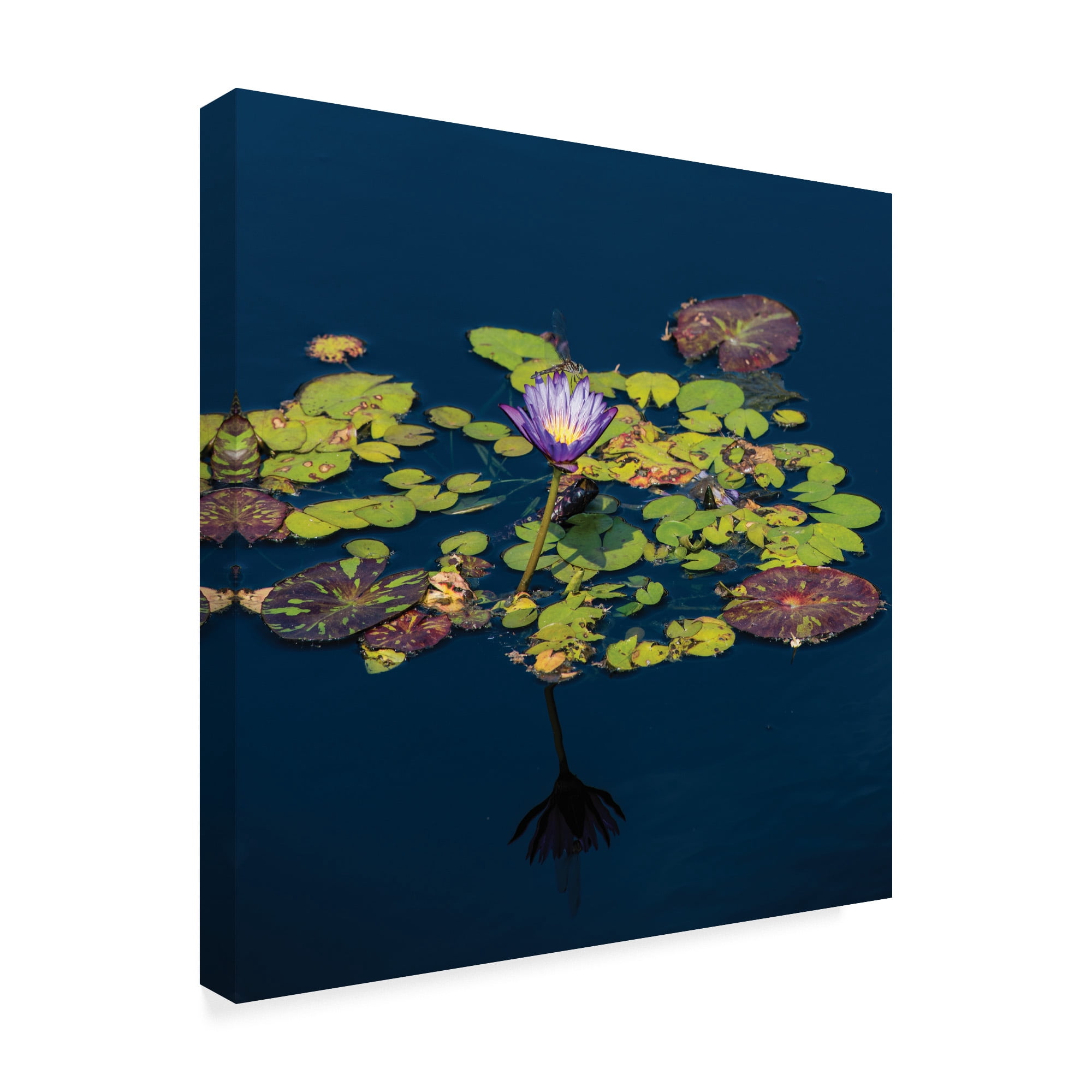 Trademark Fine Art 'The Lotus and the Dragonfly' Canvas Art by Kurt Shaffer