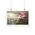 thumbnail image 1 of Roseate Spoonbill Poster - John James Audubon Designs,, 1 of 3